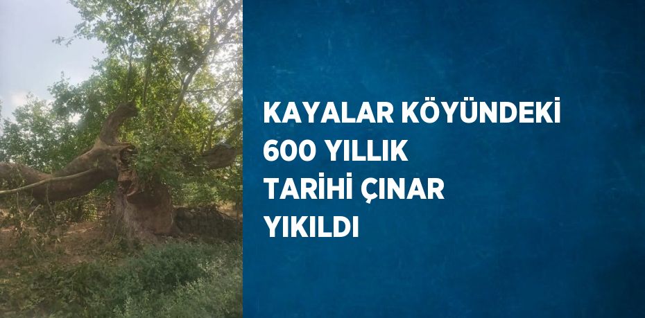 KAYALAR KÖYÜNDEKİ 600 YILLIK TARİHİ ÇINAR YIKILDI