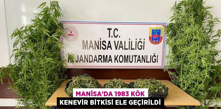 MANİSA’DA 1983 KÖK KENEVİR BİTKİSİ ELE GEÇİRİLDİ