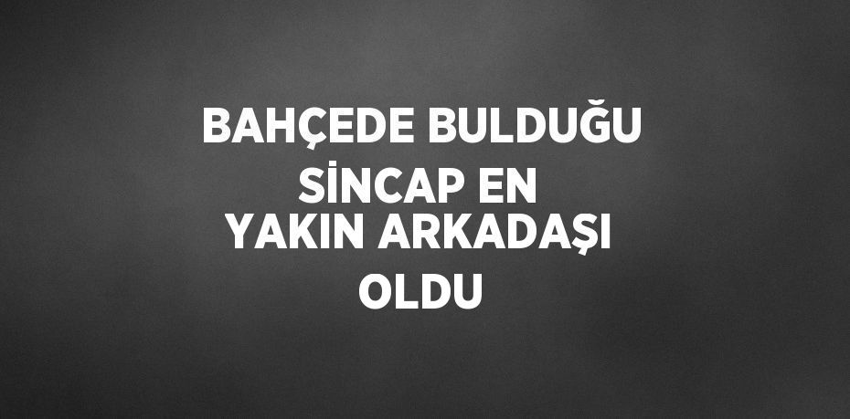 BAHÇEDE BULDUĞU SİNCAP EN YAKIN ARKADAŞI OLDU