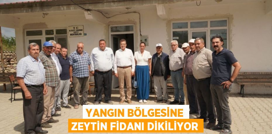 YANGIN BÖLGESİNE ZEYTİN FİDANI DİKİLİYOR