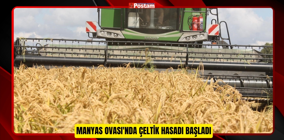 Manyas Ovası'nda çeltik hasadı başladı