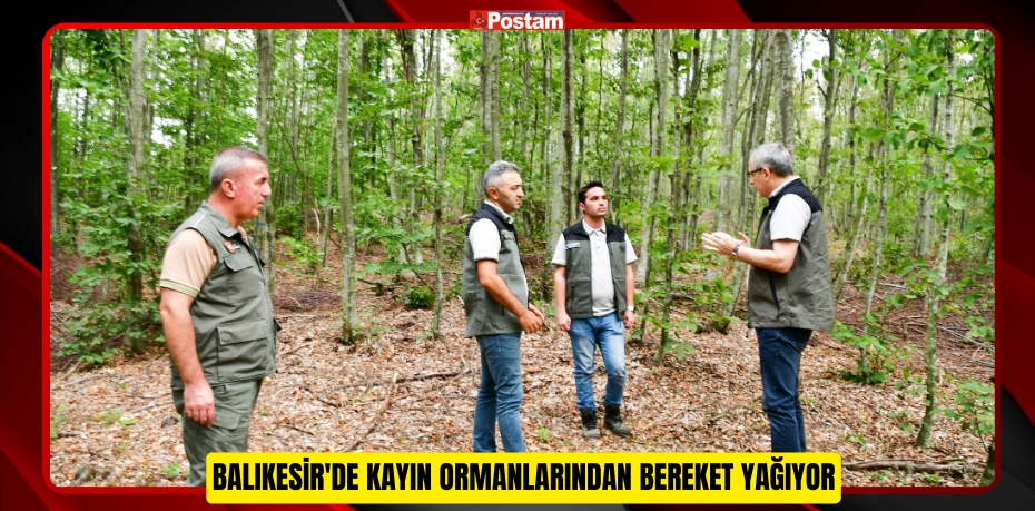 Balıkesir'de kayın ormanlarından bereket yağıyor  