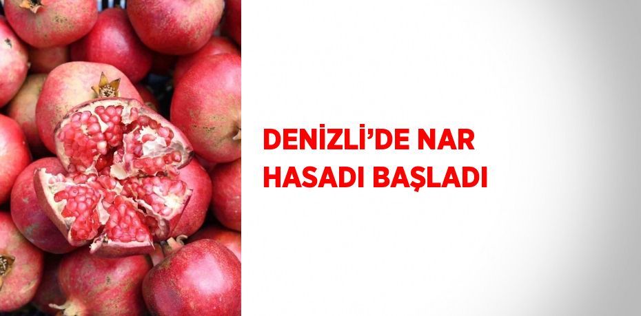 DENİZLİ’DE NAR HASADI BAŞLADI