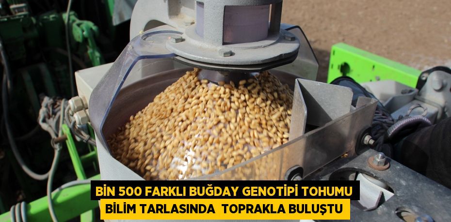 Bin 500 farklı buğday genotipi tohumu bilim tarlasında  toprakla buluştu