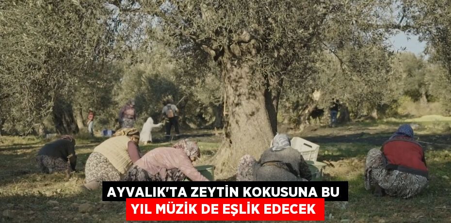 AYVALIK’TA ZEYTİN KOKUSUNA BU YIL MÜZİK DE EŞLİK EDECEK