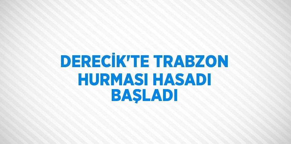 DERECİK’TE TRABZON HURMASI HASADI BAŞLADI