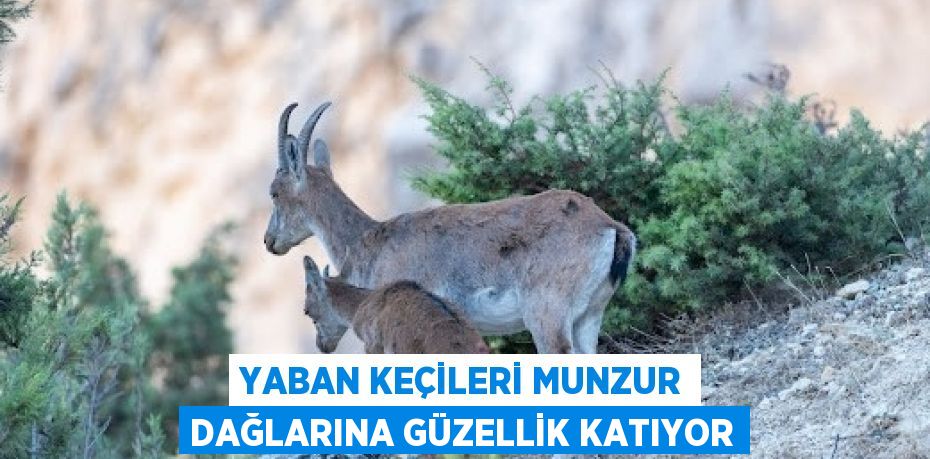 YABAN KEÇİLERİ MUNZUR DAĞLARINA GÜZELLİK KATIYOR