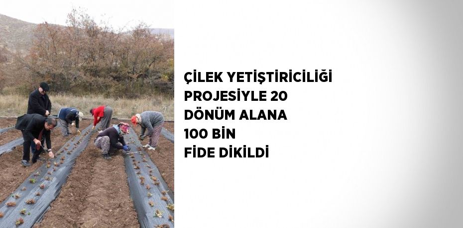 ÇİLEK YETİŞTİRİCİLİĞİ PROJESİYLE 20 DÖNÜM ALANA 100 BİN FİDE DİKİLDİ