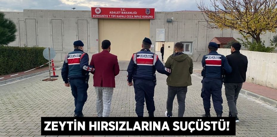 ZEYTİN HIRSIZLARINA SUÇÜSTÜ!