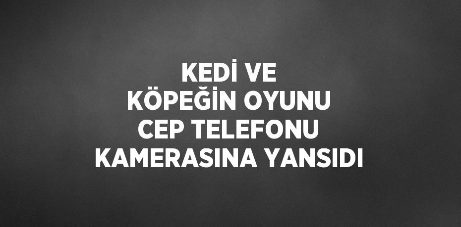 KEDİ VE KÖPEĞİN OYUNU CEP TELEFONU KAMERASINA YANSIDI