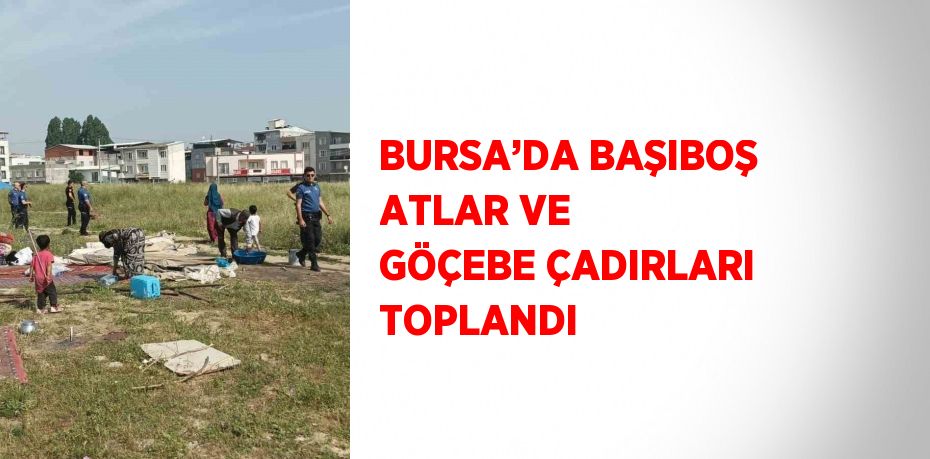 BURSA’DA BAŞIBOŞ ATLAR VE GÖÇEBE ÇADIRLARI TOPLANDI