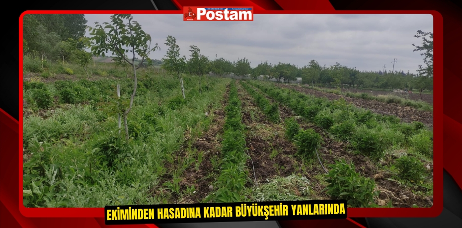 Ekiminden hasadına kadar Büyükşehir yanlarında