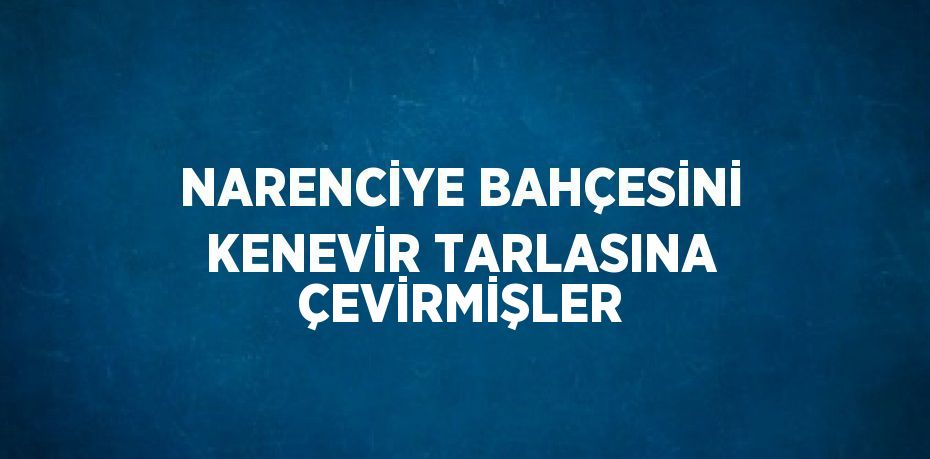 NARENCİYE BAHÇESİNİ KENEVİR TARLASINA ÇEVİRMİŞLER