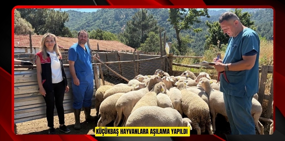 Küçükbaş hayvanlara aşılama yapıldı  