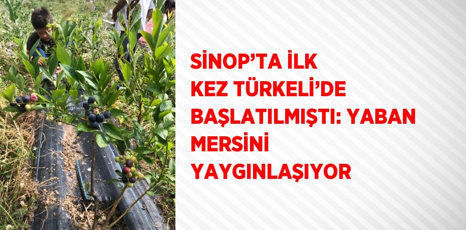 SİNOP’TA İLK KEZ TÜRKELİ’DE BAŞLATILMIŞTI: YABAN MERSİNİ YAYGINLAŞIYOR