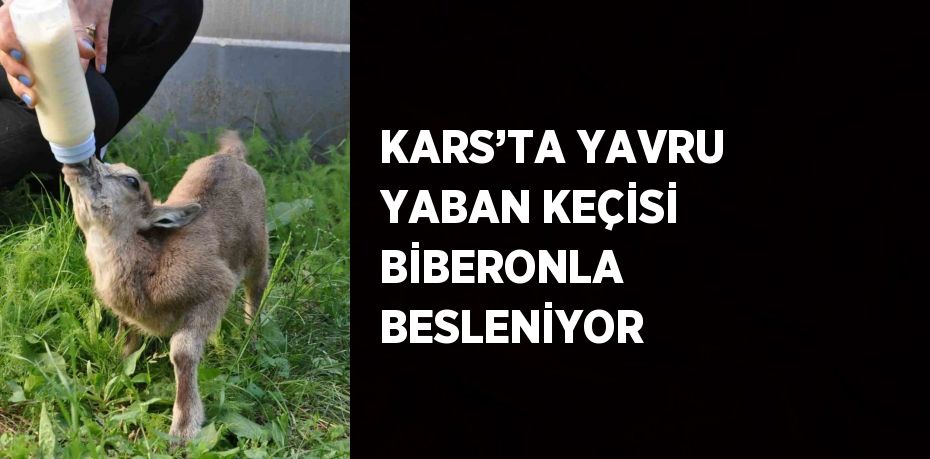 KARS’TA YAVRU YABAN KEÇİSİ BİBERONLA BESLENİYOR