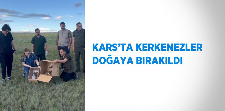 KARS’TA KERKENEZLER DOĞAYA BIRAKILDI