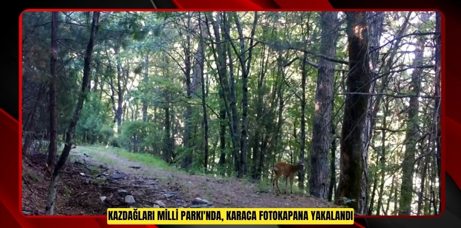 Kazdağları Milli Parkı'nda, Karaca fotokapana yakalandı