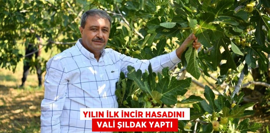 YILIN İLK İNCİR HASADINI  VALİ ŞILDAK YAPTI