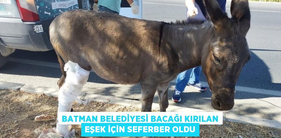 BATMAN BELEDİYESİ BACAĞI KIRILAN EŞEK İÇİN SEFERBER OLDU