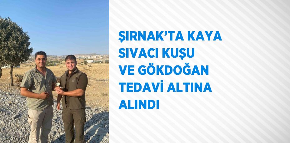 ŞIRNAK’TA KAYA SIVACI KUŞU VE GÖKDOĞAN TEDAVİ ALTINA ALINDI