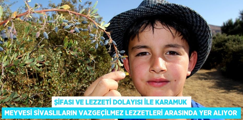 Şifası ve lezzeti dolayısı ile Karamuk meyvesi Sivaslıların vazgeçilmez lezzetleri arasında yer alıyor