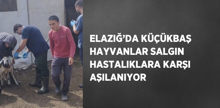 ELAZIĞ’DA KÜÇÜKBAŞ HAYVANLAR SALGIN HASTALIKLARA KARŞI AŞILANIYOR