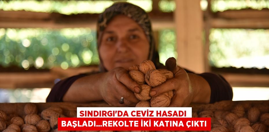 SINDIRGI’DA CEVİZ HASADI BAŞLADI...REKOLTE İKİ KATINA ÇIKTI