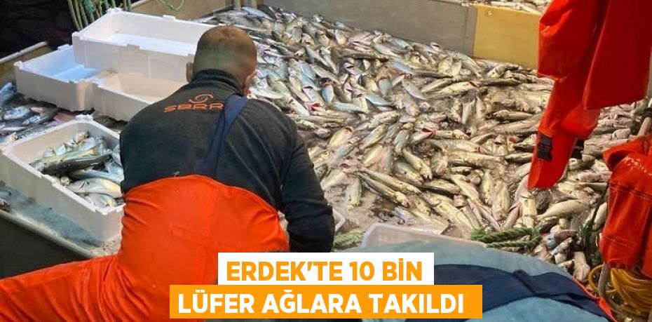 ERDEK'TE 10 BİN LÜFER AĞLARA TAKILDI 