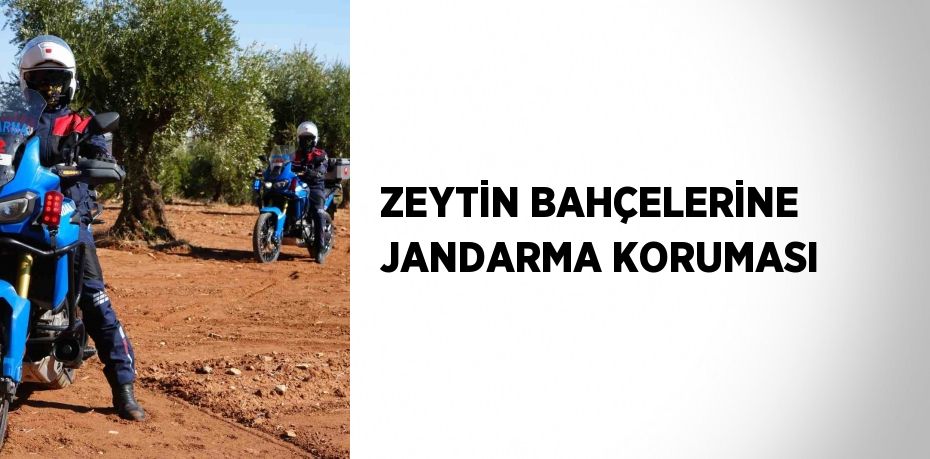 ZEYTİN BAHÇELERİNE JANDARMA KORUMASI