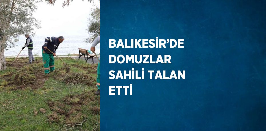 BALIKESİR’DE DOMUZLAR SAHİLİ TALAN ETTİ