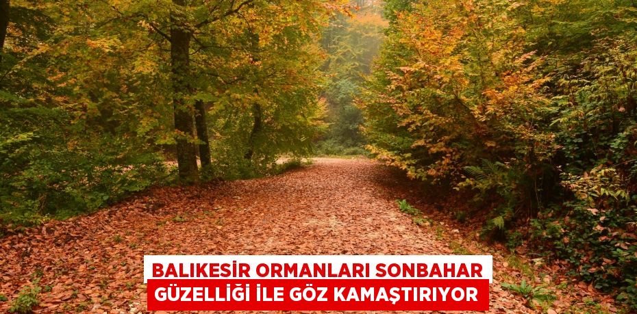 Balıkesir Ormanları Sonbahar güzelliği ile göz kamaştırıyor