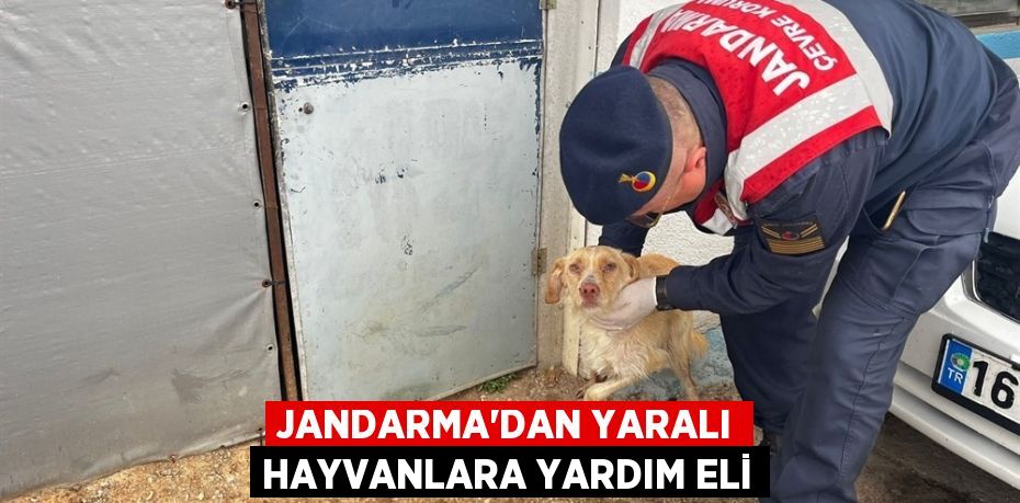 Jandarma’dan yaralı hayvanlara yardım eli