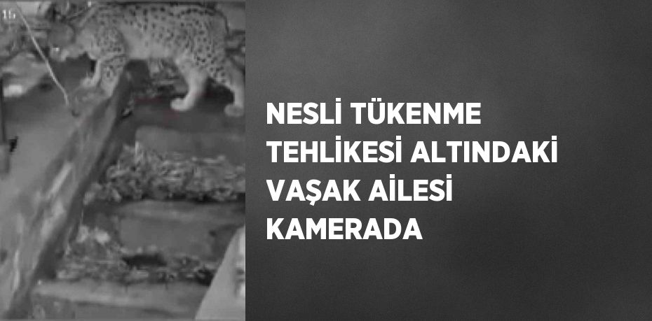 NESLİ TÜKENME TEHLİKESİ ALTINDAKİ VAŞAK AİLESİ KAMERADA