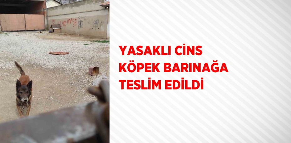 YASAKLI CİNS KÖPEK BARINAĞA TESLİM EDİLDİ