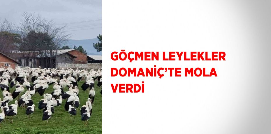 GÖÇMEN LEYLEKLER DOMANİÇ’TE MOLA VERDİ