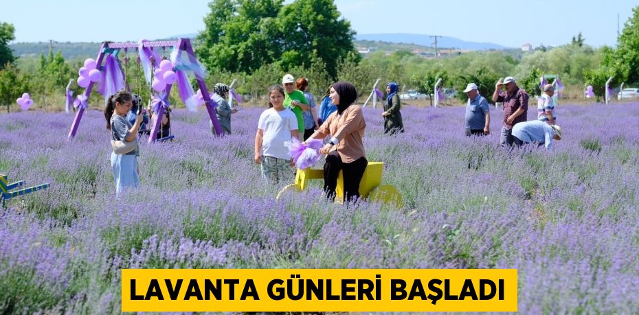 Lavanta günleri başladı