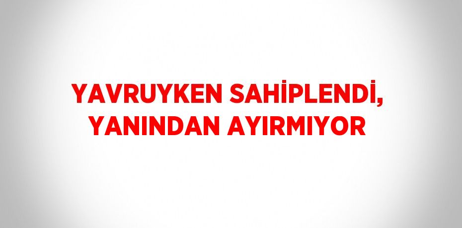 YAVRUYKEN SAHİPLENDİ, YANINDAN AYIRMIYOR