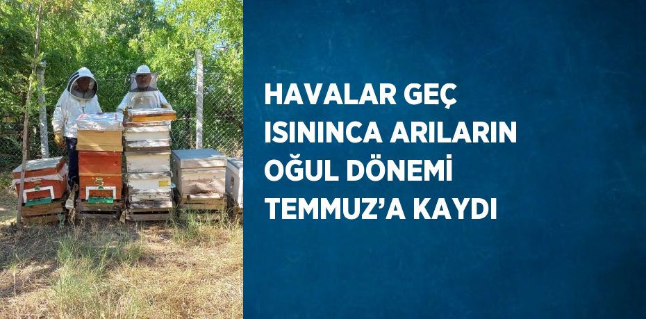 HAVALAR GEÇ ISININCA ARILARIN OĞUL DÖNEMİ TEMMUZ’A KAYDI