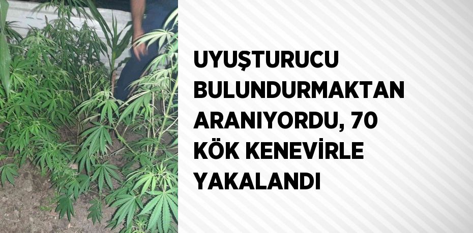 UYUŞTURUCU BULUNDURMAKTAN ARANIYORDU, 70 KÖK KENEVİRLE YAKALANDI