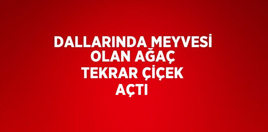 DALLARINDA MEYVESİ OLAN AĞAÇ TEKRAR ÇİÇEK AÇTI