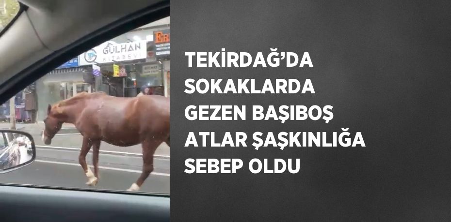 TEKİRDAĞ’DA SOKAKLARDA GEZEN BAŞIBOŞ ATLAR ŞAŞKINLIĞA SEBEP OLDU