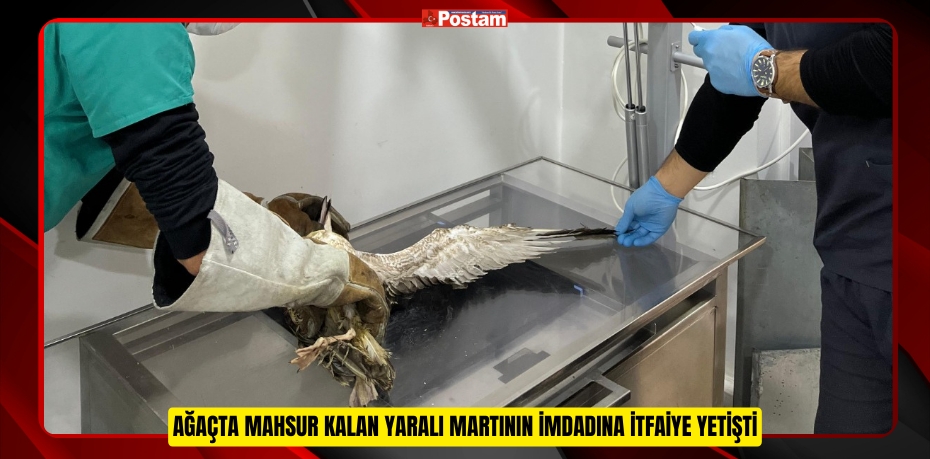 AĞAÇTA MAHSUR KALAN YARALI MARTININ İMDADINA İTFAİYE YETİŞTİ