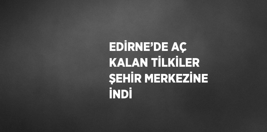 EDİRNE’DE AÇ KALAN TİLKİLER ŞEHİR MERKEZİNE İNDİ