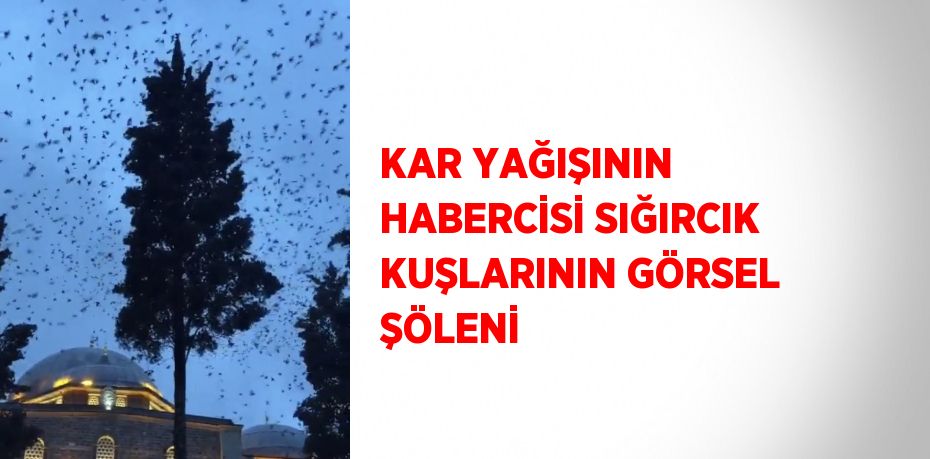 KAR YAĞIŞININ HABERCİSİ SIĞIRCIK KUŞLARININ GÖRSEL ŞÖLENİ