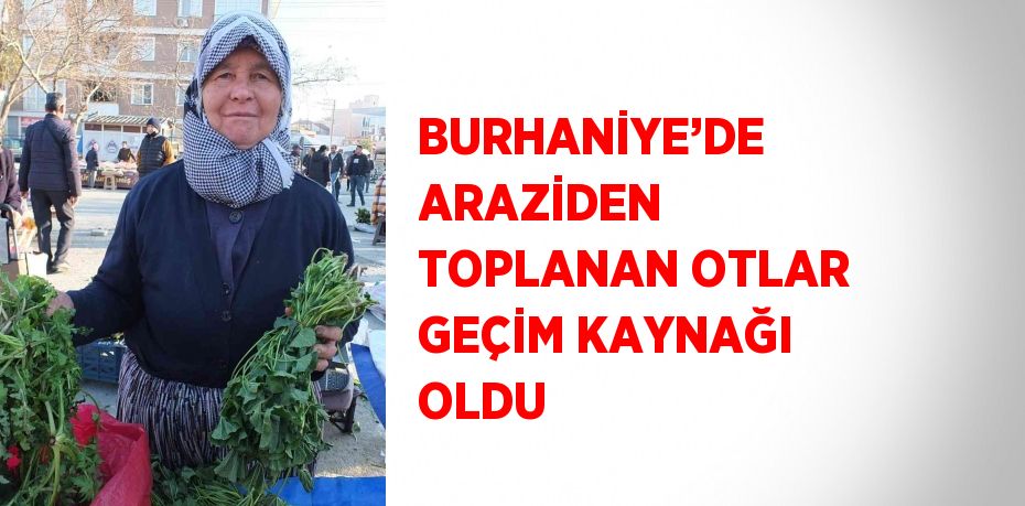 BURHANİYE’DE ARAZİDEN TOPLANAN OTLAR GEÇİM KAYNAĞI OLDU