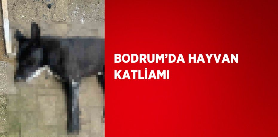 BODRUM’DA HAYVAN KATLİAMI