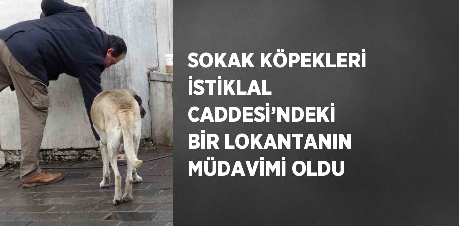 SOKAK KÖPEKLERİ İSTİKLAL CADDESİ’NDEKİ BİR LOKANTANIN MÜDAVİMİ OLDU