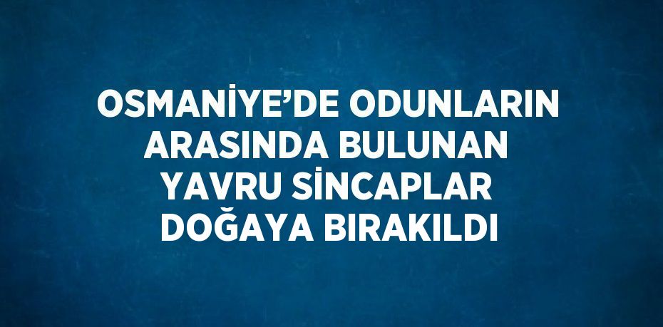 OSMANİYE’DE ODUNLARIN ARASINDA BULUNAN YAVRU SİNCAPLAR DOĞAYA BIRAKILDI