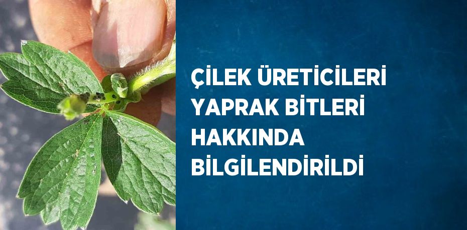 ÇİLEK ÜRETİCİLERİ YAPRAK BİTLERİ HAKKINDA BİLGİLENDİRİLDİ